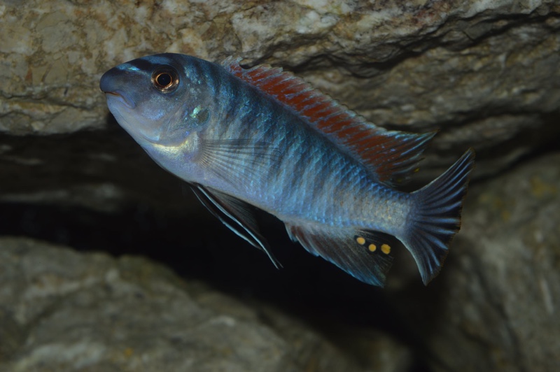 Labeotropheus fuelleborni 'Makanjila Point'